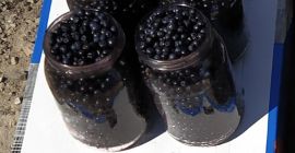 Venderé bayas del bosque frescas y puras de mi