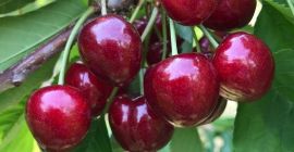 Buenos días, vendo cerezas GRANDES, jugosas sin gusanos, variedades