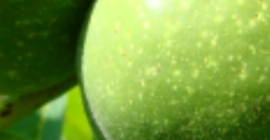 Nueces verdes para la venta. ecológico