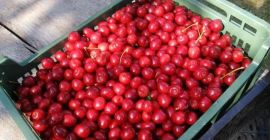 Venderé cerezas recién recolectadas a pedido con anticipación. Las