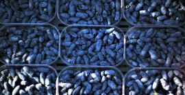 Venderé unas 10 toneladas de arándanos haskap de cosecha