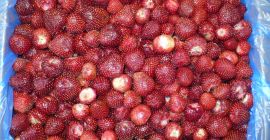 Venderé fresas congeladas. País de origen: Egipto. - Clase