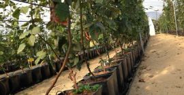 Oferujemy doniczki do uprawy borówek, malin, jeżyn i truskawek.