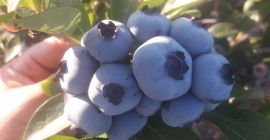 Arándano americano para la venta. Plantación de 2ha. Cosecha