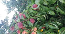 Una gran cantidad a la venta. Variedades hermosas y