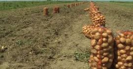 Respetamos las patatas y su forma de vida. Nos