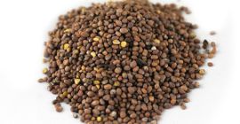 Rábano oleaginoso, cosecha del año 2021, pureza 98% Cantidad: