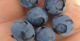 Para ventas minoristas y mayoristas, ofrezco arándanos de nuestra