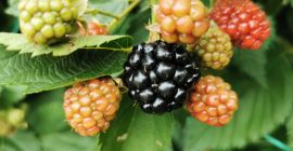 Zarzamoras a la venta - localidad de Onești, condado