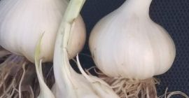 Venderé ajo harnaś, si estás interesado, contáctanos en privado