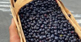 Compro 500-1000 cestas de arándanos todos los días. Por