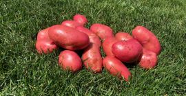 Precio: negociable en función de la cantidad deseada. Productor