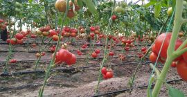 Vendo tomates. Tienen grandes cantidades.