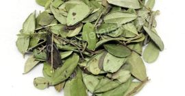 Venderé una hoja de arándano rojo (Vitis idaea folium),