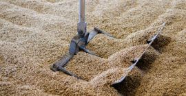 10% de proteína de grano de humedad 25% 100%