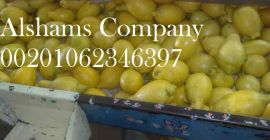 Somos ALshams para importación y exportación en general. Podemos