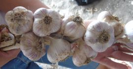 Venderé ajo &quot;Lubasza&quot; Esta es una variedad bastante nueva