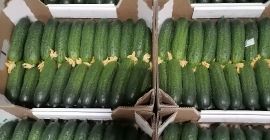 Vendo pepinos de invernadero de Bielorrusia, lisos y largos.