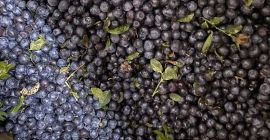 Venderé arándanos negros del bosque de Bielorrusia, congelados, limpiados
