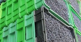 Compraré cantidades al por mayor de arándanos frescos del