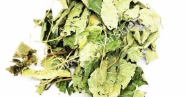 Venderé una gran cantidad de hojas de avellana (Corylus