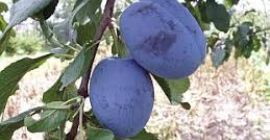 Venderé ciruelas de las variedades Cacańska Lepotica y Węgierka