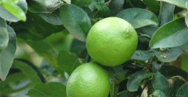 Vendemos lima, mango, coco, piña, jengibre, ñame de COSTA