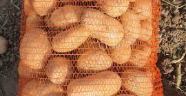 Patatas a la venta grandes cantidades Carera, riviera más