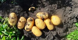 Patatas carera de altísima calidad. Grandes cantidades.