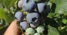 a la venta arándanos orgánicos