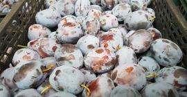 Venderé lepotica plum, madura, 1 t por día, precio