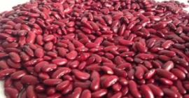 Frijoles rojos secos Frijoles rojos de alta calidad Frijoles