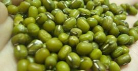 100% 2020 al por mayor Frijoles mungo verde para