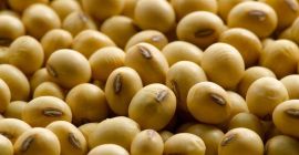 Cultivo 2020 Habas de soja amarilla con alto contenido