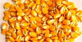 Maíz seco amarillo de la mejor calidad al mejor