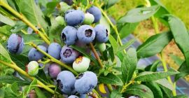 Vendo arándanos cultivados.