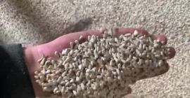 Vendemos cártamo Rostov-on-Don puerto &quot;KORVET&quot; 600 toneladas de contenido