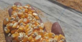 Maíz amarillo seco Venta caliente y alta calidad Maíz