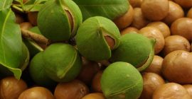 NUECES DE MACADAMIA SIN CÁSCARA: ESPECIFICACIONES: NUECES DE MACADAMIA