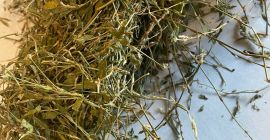 Knotweed a la venta (Polygoni avicularis herba), grandes cantidades