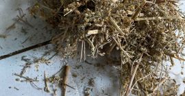 Venderé hierba de ajenjo (Absinthii herba), en grandes cantidades