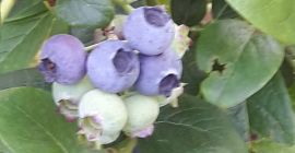 Venderé un hermoso arándano y recolectaré unos 150 kg