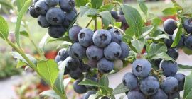 Venderé arándanos americanos orgánicos certificados empaquetados en 250 gramos