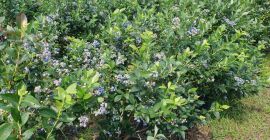 Venderé arándanos Chendler y Nelson alrededor de 2 toneladas