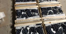 ¡Buenos días! Vendemos uvas al por mayor de alta