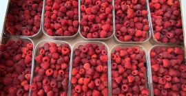 ¡Buenos días! Vendemos frambuesas de calidad al por mayor