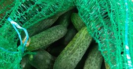 Pepinos molidos, Monisia y Platina. Sin fertilizantes.