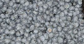 ARÁNDANOS DE ALTA CALIDAD GRAN PRECIO Junto con mi