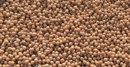 Nuestra empresa SEEDMARKET LLC, ubicada en Moscú, Rusia, es