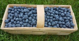 Venderé arándanos, buenos frutos grandes. Variaciones de duke y